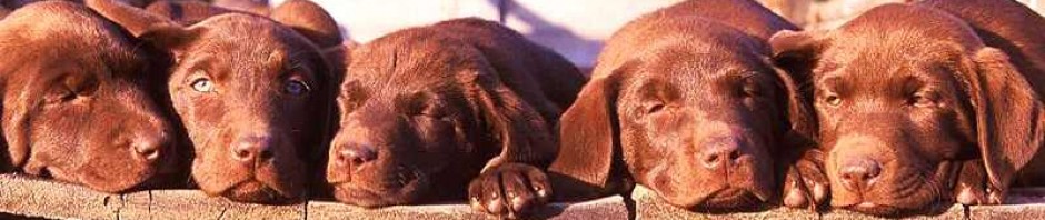 Sandia Pet Sitters